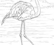 Coloriage Un adulte flamant rose r&eacute;aliste
