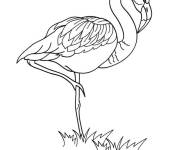Coloriage Un flamant rose adulte