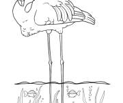 Coloriage Un gros Flamant rose gracieux