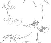 Coloriage et dessins gratuit Cycle de vie de la fourmi à imprimer