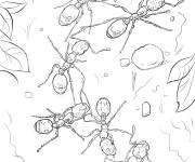 Coloriage et dessins gratuit Des fourmis de feu à imprimer
