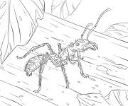 Coloriage et dessins gratuit Fourmi balle de fusil d&eacute;taill&eacute;e à imprimer