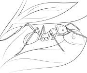 Coloriage Fourmi carnivore sur une feuille