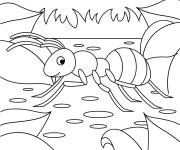 Coloriage Fourmi dans la nature
