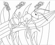 Coloriage Fourmi pendant l'&eacute;t&eacute;