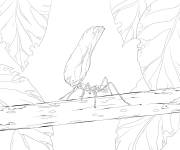 Coloriage et dessins gratuit Fourmi sur branche d'arbre à imprimer