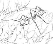 Coloriage Image de fourmi tisserande