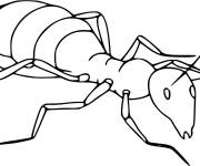 Coloriage Insecte fourmi