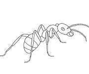 Coloriage Portrait d'une fourmi facile