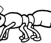 Coloriage Un gentille fourmi