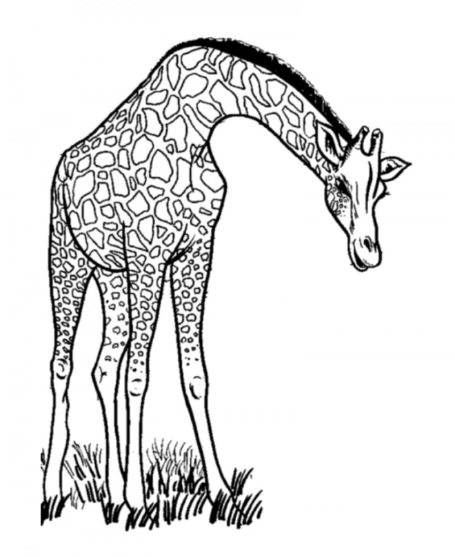 Coloriage Girafe maternelle dessin gratuit à imprimer
