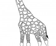 Coloriage Girafe noir et blanc