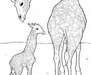 Coloriage Girafe prend soin de son petit