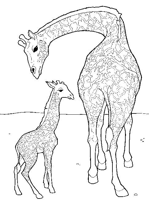 Coloriage Girafe Prend Soin De Son Petit Dessin Gratuit à Imprimer