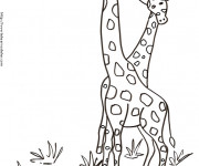 Coloriage Girafes en Afrique