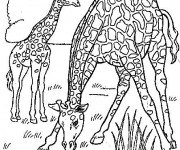 Coloriage Girafes en train de manger