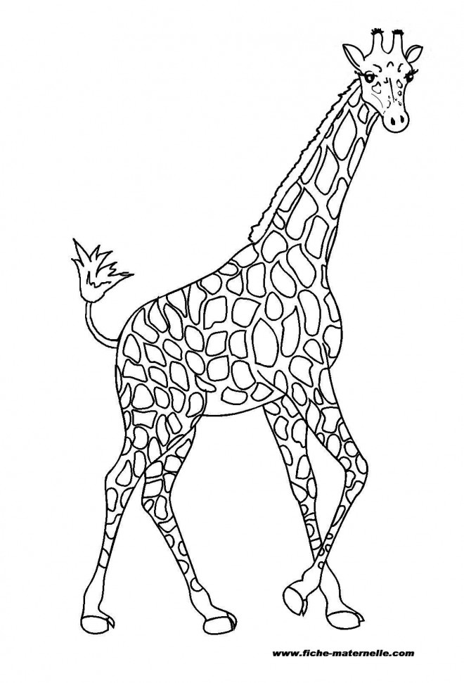 Coloriage Une Girafe de toute beauté dessin gratuit à imprimer