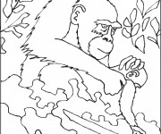 Coloriage Gorille soigne son petit