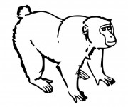 Coloriage Petit Gorille