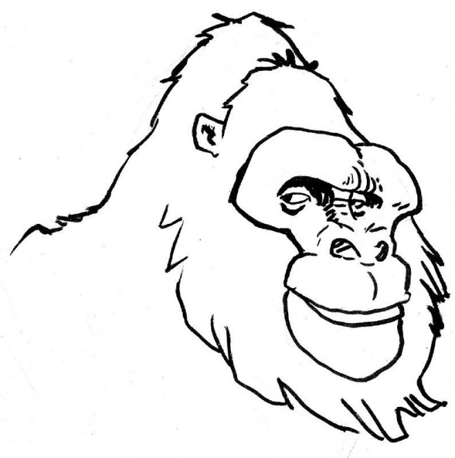 Coloriage et dessins gratuits Tête de Gorille à imprimer
