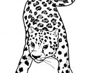 Coloriage Guépard avec le regard attentif