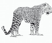 Coloriage Guépard d'Afrique