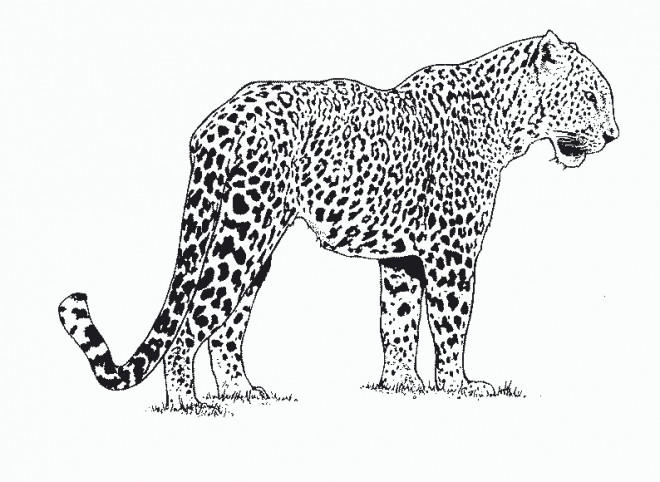 Coloriage Guépard d'Afrique dessin gratuit à imprimer