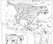 Coloriage et dessins gratuit Guépard dans la Savane à imprimer