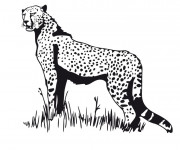 Coloriage Guepard