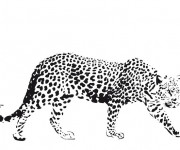 Coloriage Guépard réaliste