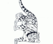 Coloriage Guépard royal