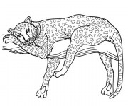 Coloriage Guépard se repose