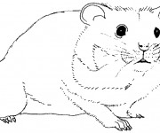 Coloriage Hamster en noir et blanc