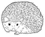 Coloriage Colorie ce dessin r&eacute;aliste de h&eacute;risson