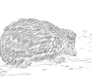 Coloriage Gros H&eacute;risson dans la nature