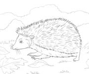 Coloriage H&eacute;risson sur l'herbe gs