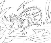 Coloriage H&eacute;risson Tenrec