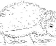 Coloriage Mod&egrave;le H&eacute;risson