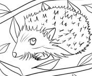Coloriage Petit H&eacute;risson cach&eacute;