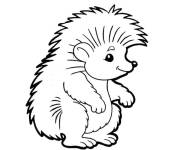 Coloriage Petit H&eacute;risson r&eacute;gulier