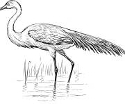 Coloriage Aigrette d&eacute;taill&eacute;