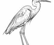 Coloriage Aigrette en noir et blanc