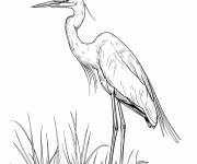 Coloriage Aigrette entre l'herbe