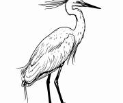 Coloriage Aigrette facile