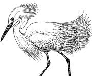 Coloriage Aigrette neigeuse