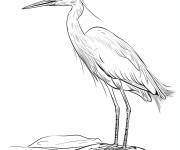 Coloriage Aigrette neigeuse en maternelle