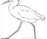Coloriage Aigrette neigeuse en noir et blanc
