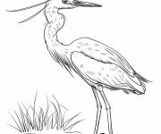 Coloriage Aigrette neigeuse tourne derriere