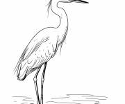 Coloriage Aigrette rouss&acirc;tre