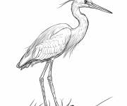 Coloriage Aigrette rouss&acirc;tre debout
